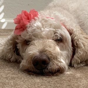 Meet your Posher, Cassidy